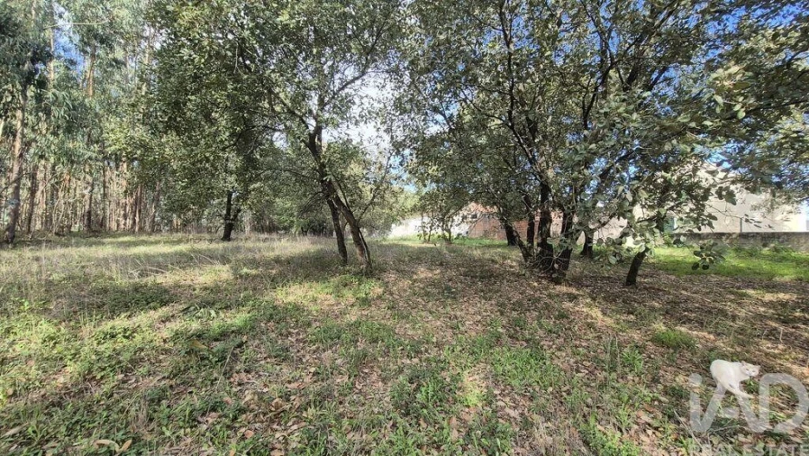 Terreno para Venda em Pedreiras Foto 21