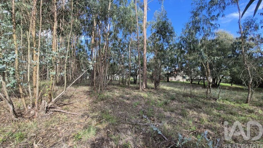 Terreno para Venda em Pedreiras Foto 15