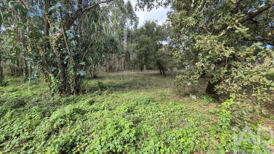 Terreno para Venda em Pedreiras Foto 23