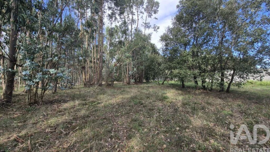 Terreno para Venda em Pedreiras Foto 5