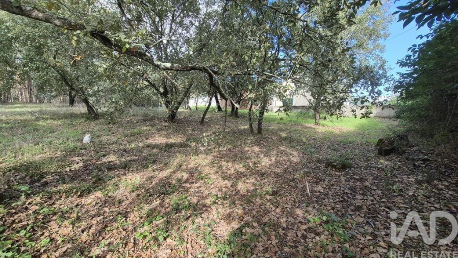 Terreno para Venda em Pedreiras Foto 18