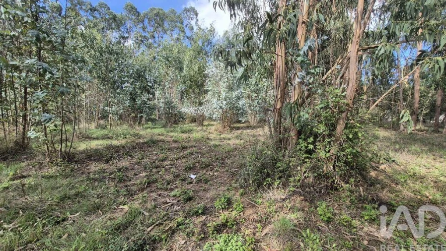 Terreno para Venda em Pedreiras Foto 14