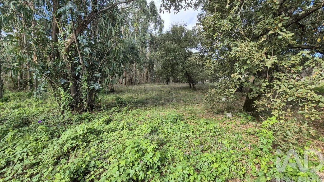 Terreno para Venda em Pedreiras Foto 23