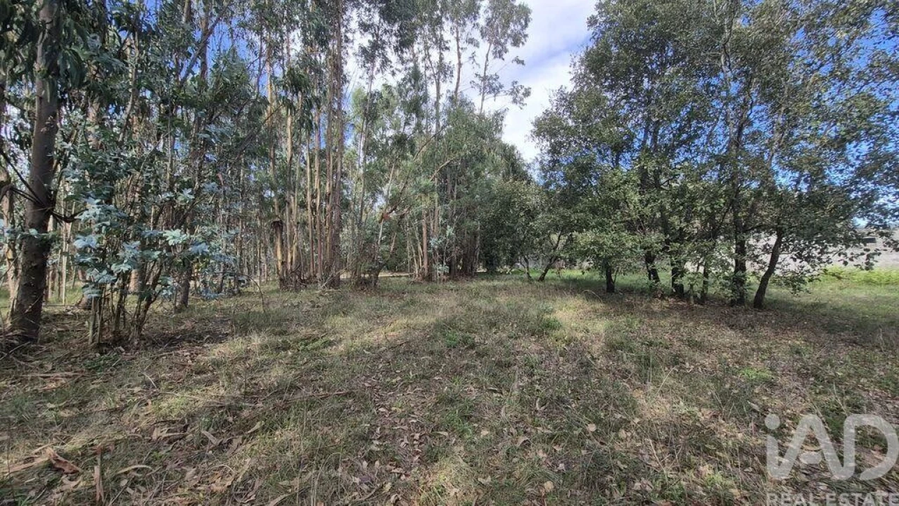 Terreno para Venda em Pedreiras Foto 5