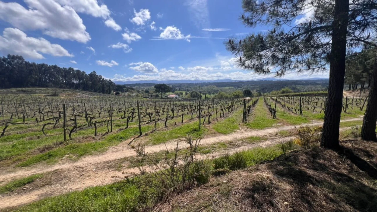 Terreno para Venda em São João da Boa Vista Foto 3
