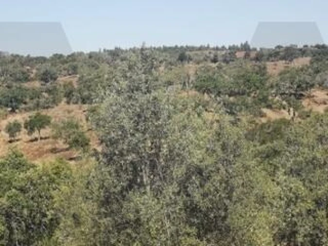Quinta para Venda em Grândola e Santa Margarida da Serra Foto 10