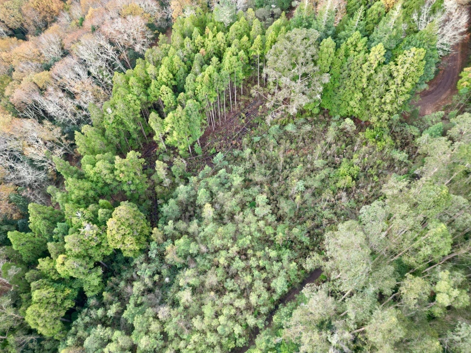 Terreno para Venda em Santo Antonio da Serra Foto 11