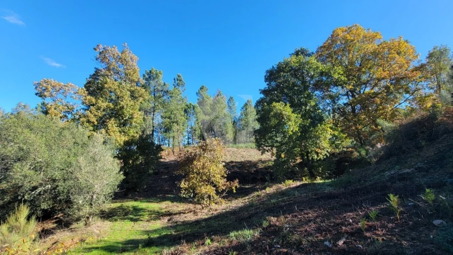 Terreno Agricola ou Rústico para Venda em Castelejo Foto 3