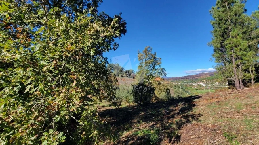 Terreno Agricola ou Rústico para Venda em Castelejo Foto 11