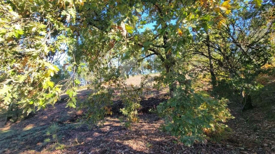 Terreno Agricola ou Rústico para Venda em Castelejo Foto 10