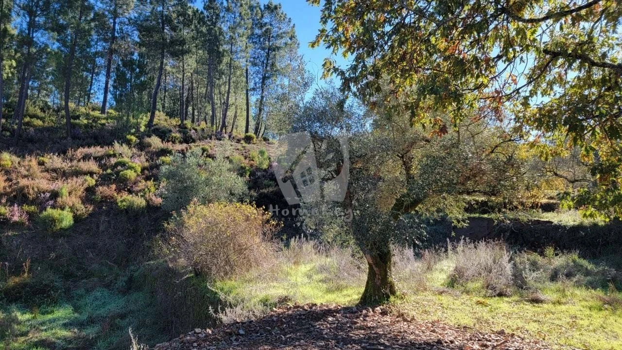Terreno Agricola ou Rústico para Venda em Castelejo Foto 18