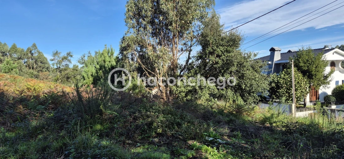 Terreno para Venda em Pereira Foto 5