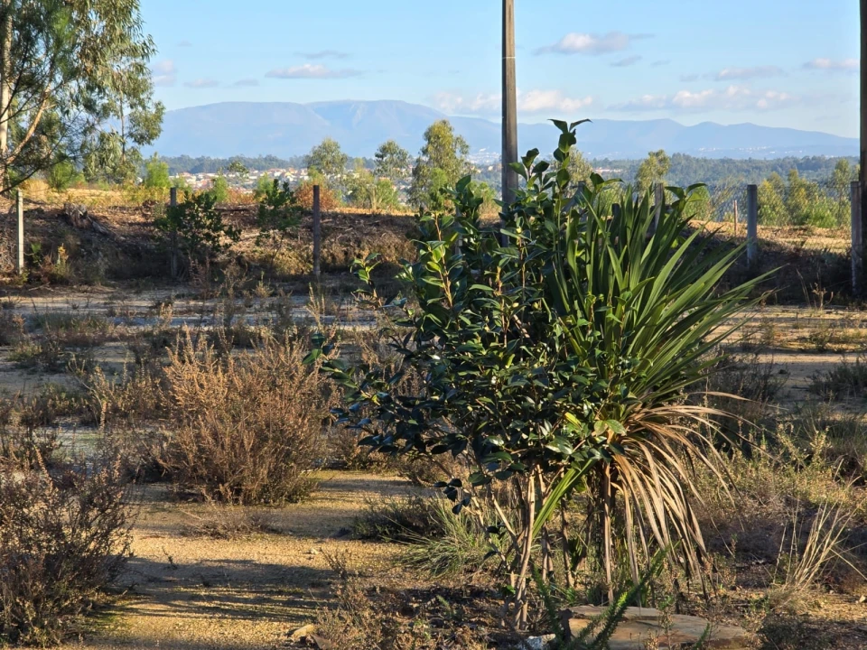 Quinta T1 para Venda em Santa Comba Dão e Couto do Mosteiro Foto 2