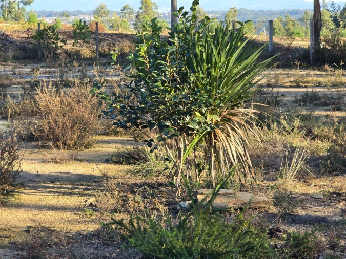 Quinta T1 para Venda em Santa Comba Dão e Couto do Mosteiro Foto 3