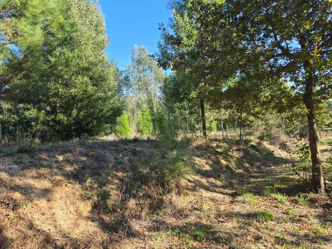 Quinta T1 para Venda em Santa Comba Dão e Couto do Mosteiro Foto 16
