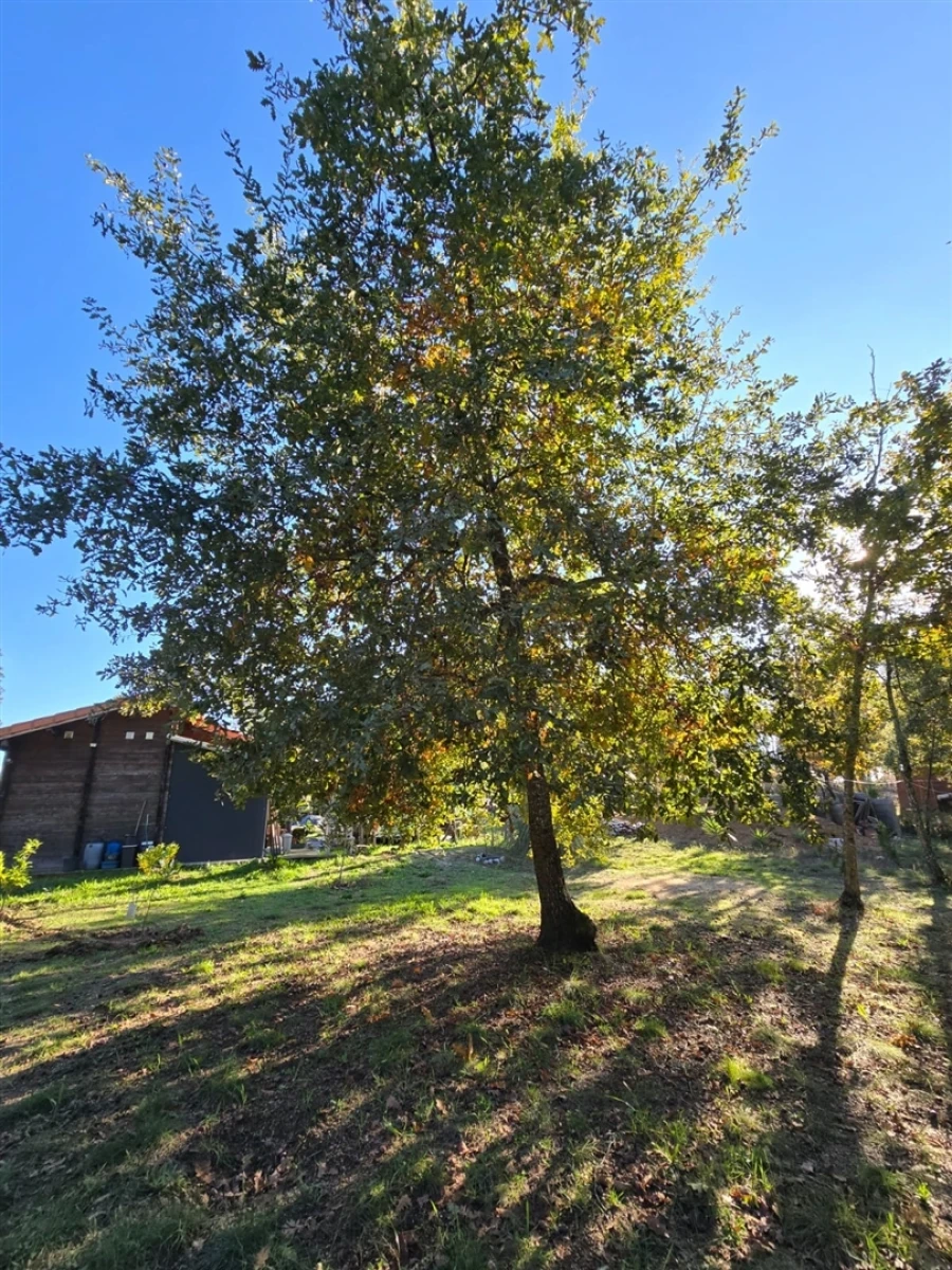 Quinta T1 para Venda em Santa Comba Dão e Couto do Mosteiro Foto 7