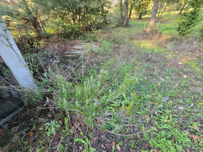 Quinta T1 para Venda em Santa Comba Dão e Couto do Mosteiro Foto 26
