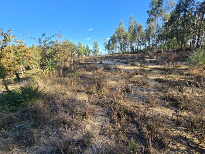 Quinta T1 para Venda em Santa Comba Dão e Couto do Mosteiro Foto 29