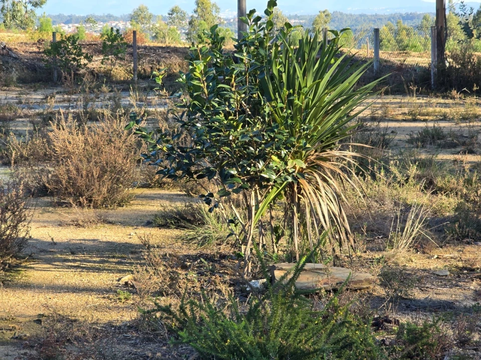 Quinta T1 para Venda em Santa Comba Dão e Couto do Mosteiro Foto 3