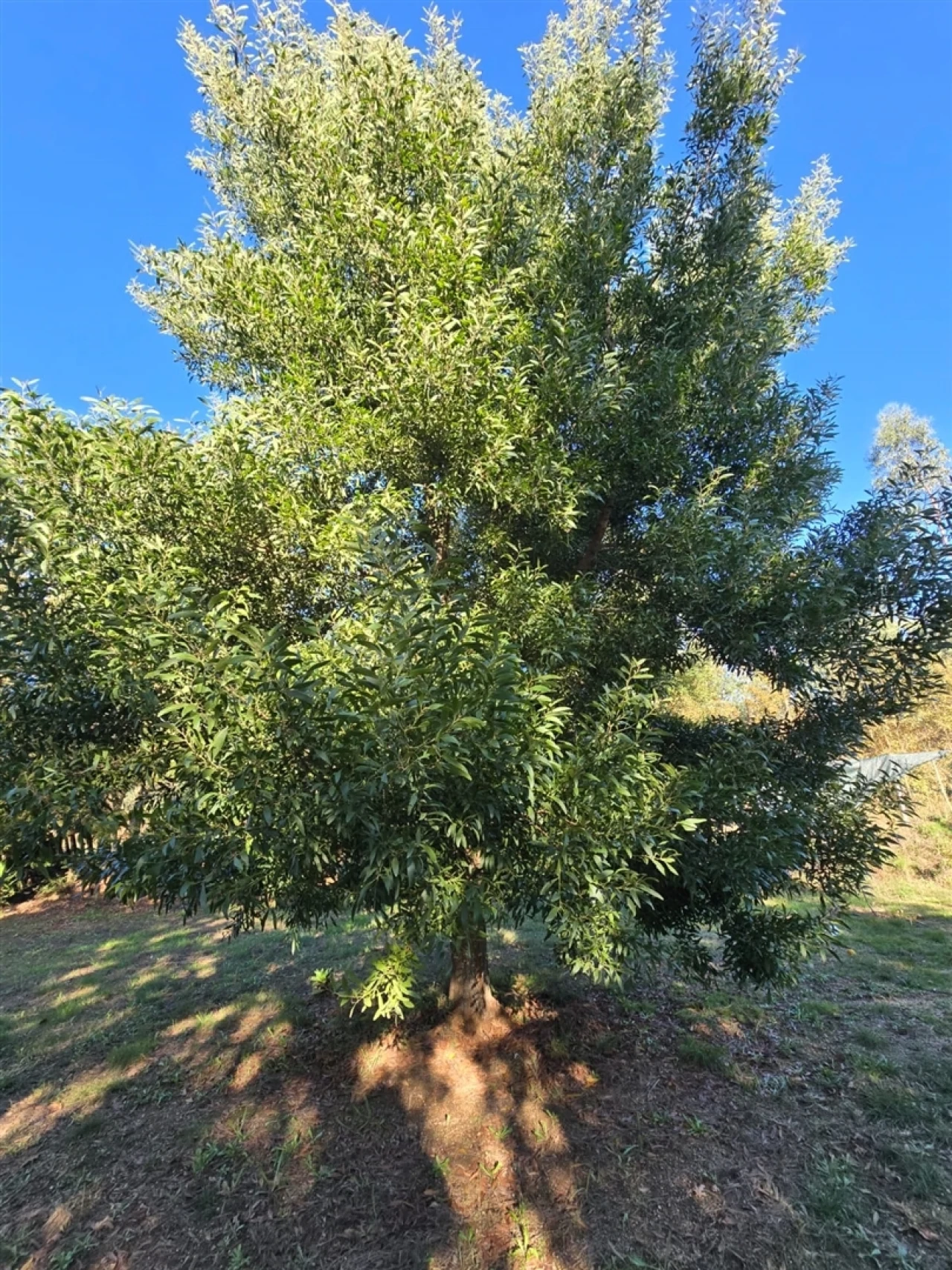 Quinta T1 para Venda em Santa Comba Dão e Couto do Mosteiro Foto 6
