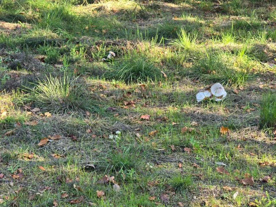 Quinta T1 para Venda em Santa Comba Dão e Couto do Mosteiro Foto 21