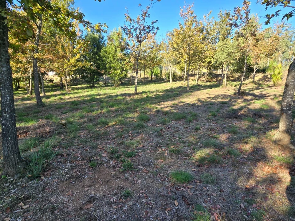 Quinta T1 para Venda em Santa Comba Dão e Couto do Mosteiro Foto 20