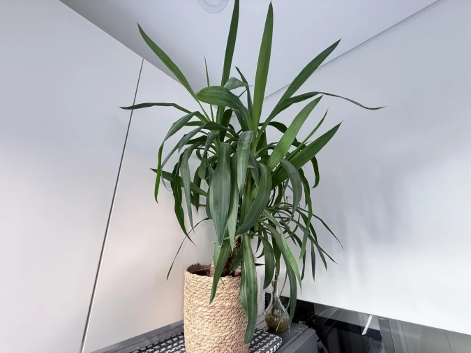 Apartamento T3 para Venda em União das Freguesias de Setúbal Foto 11