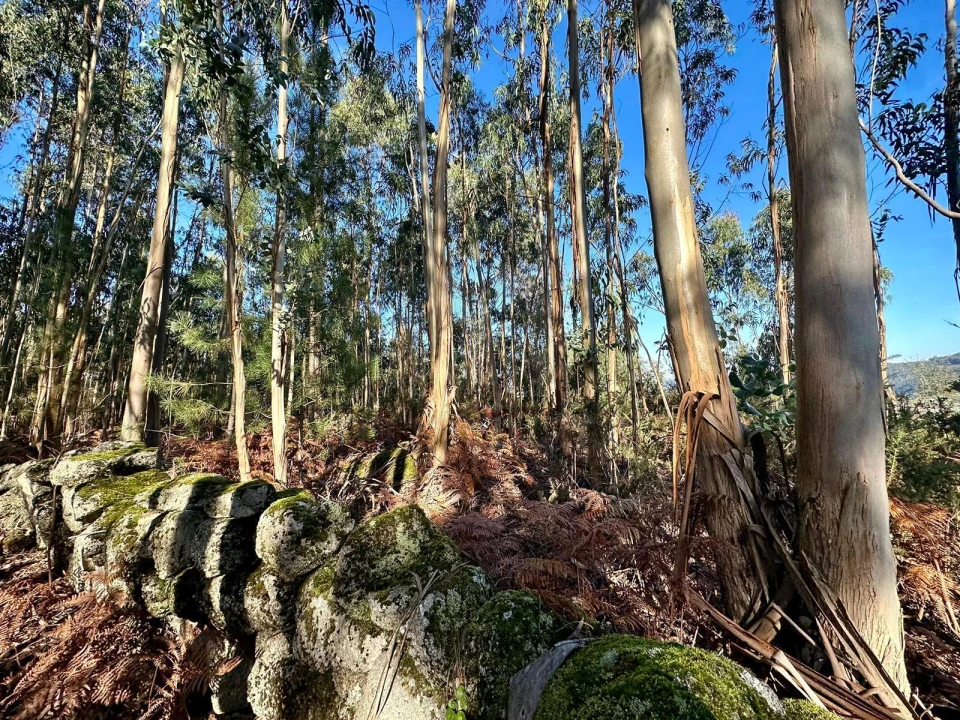 Terreno para Venda em Vilarinho Foto 9
