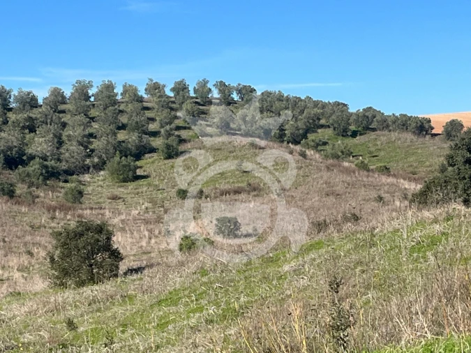 Terreno para Venda em Ervidel Foto 16