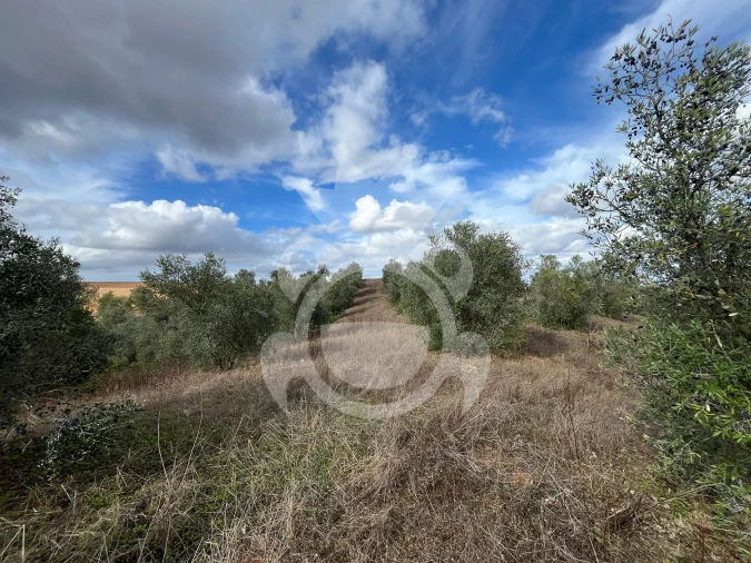 Terreno para Venda em Ervidel Foto 9