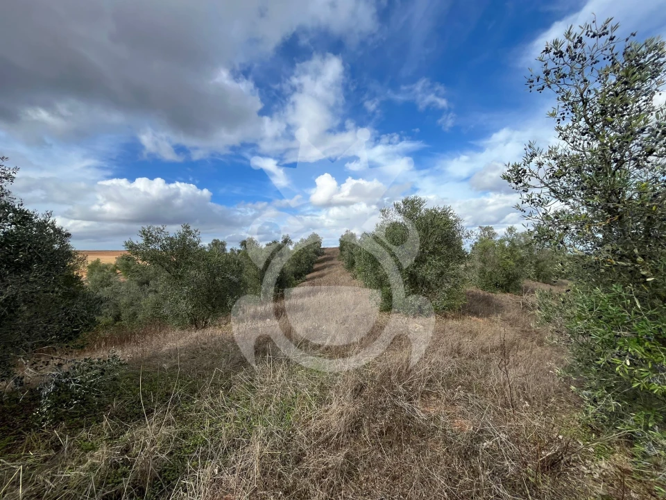 Terreno para Venda em Ervidel Foto 9