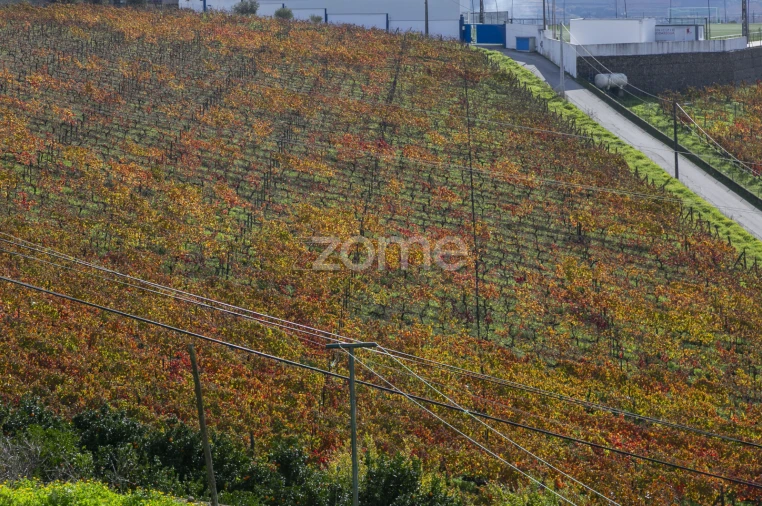Quinta T4 para Venda em Fontelas Foto 52