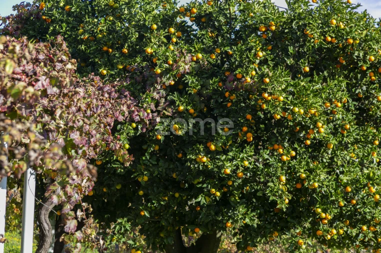 Quinta T4 para Venda em Fontelas Foto 62