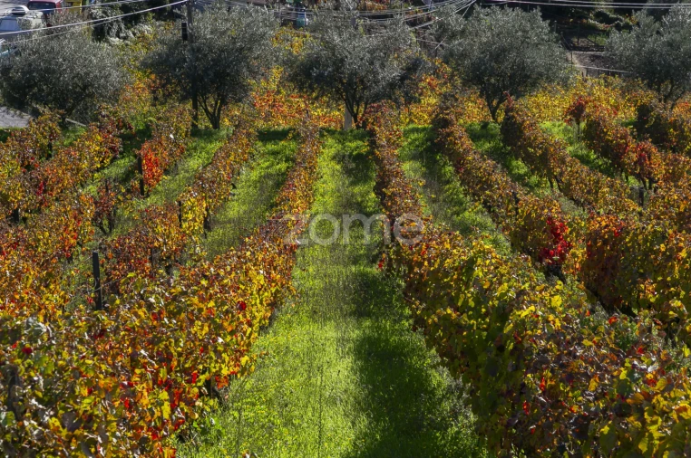 Quinta T4 para Venda em Fontelas Foto 10