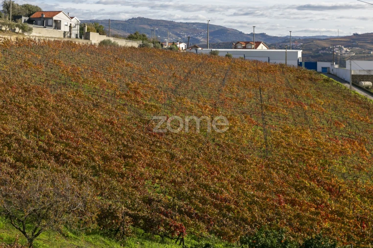 Quinta T4 para Venda em Fontelas Foto 58