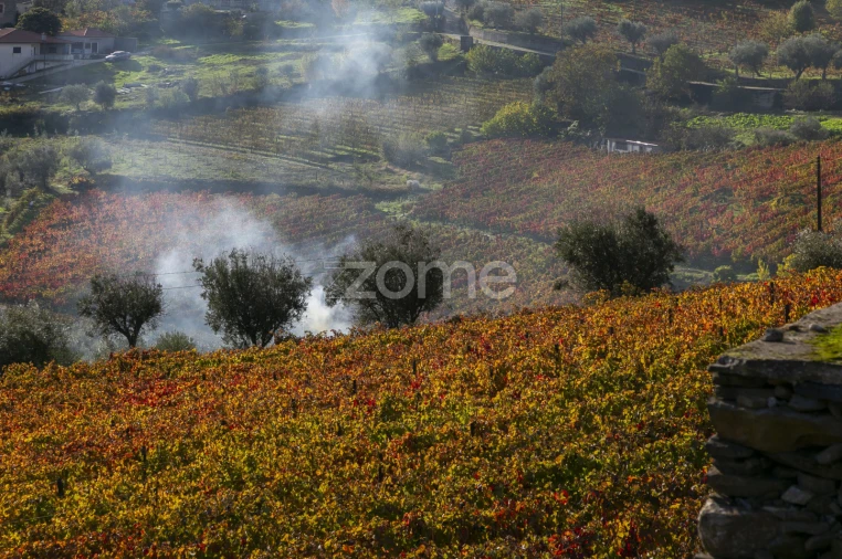 Quinta T4 para Venda em Fontelas Foto 59