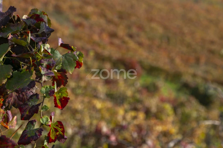 Quinta T4 para Venda em Fontelas Foto 8