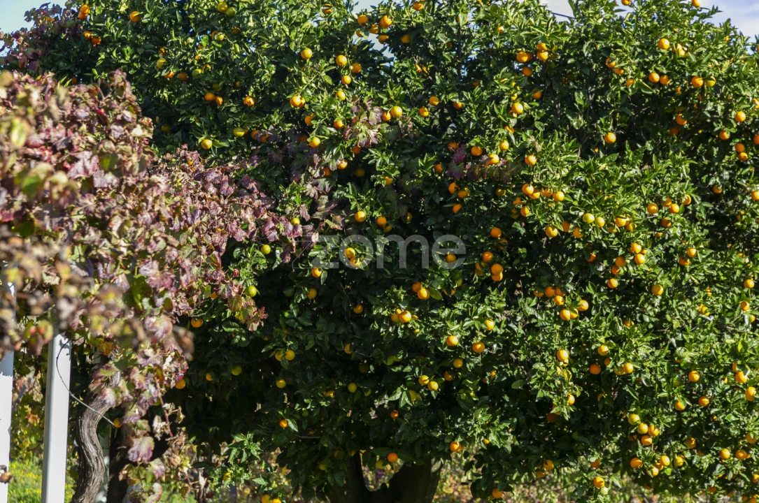 Quinta T4 para Venda em Fontelas Foto 62