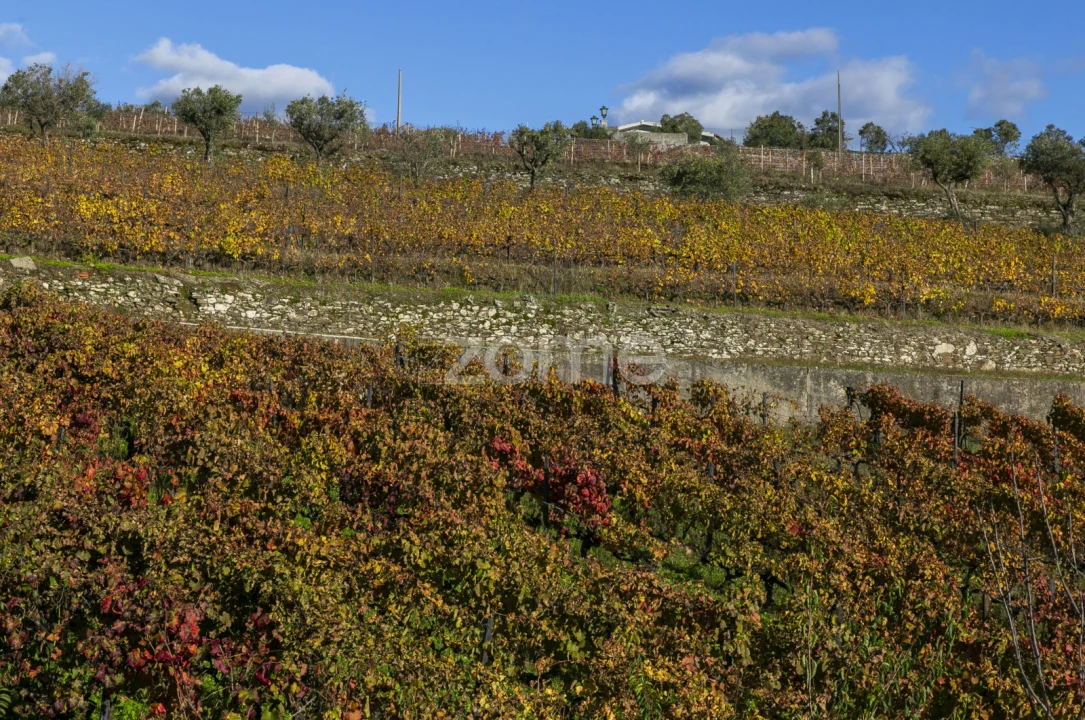 Quinta T4 para Venda em Fontelas Foto 57