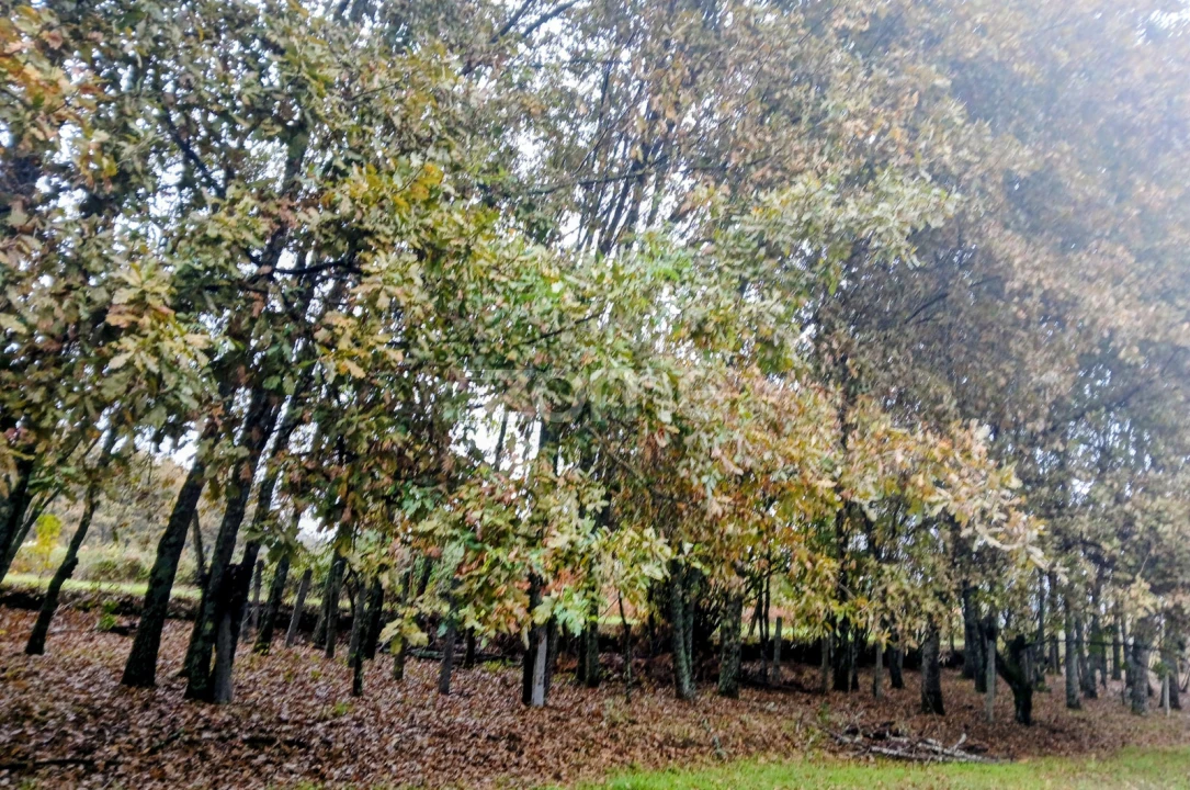 Terreno para Venda em Abraveses Foto 5