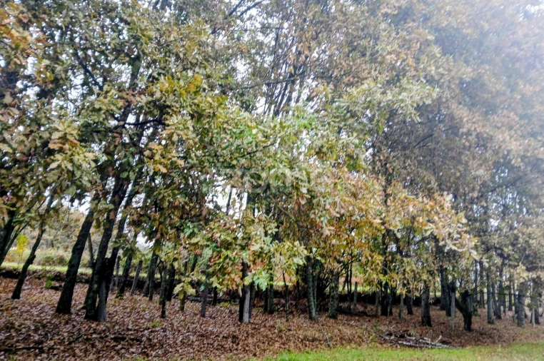 Terreno para Venda em Abraveses Foto 6