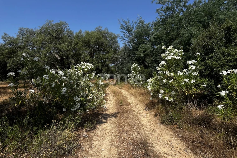 Terreno para Venda em Ninho do Açor e Sobral do Campo Foto 2