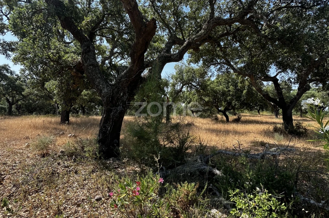 Terreno para Venda em Ninho do Açor e Sobral do Campo Foto 1