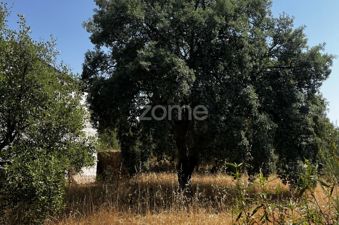 Terreno para Venda em Ninho do Açor e Sobral do Campo Foto 18