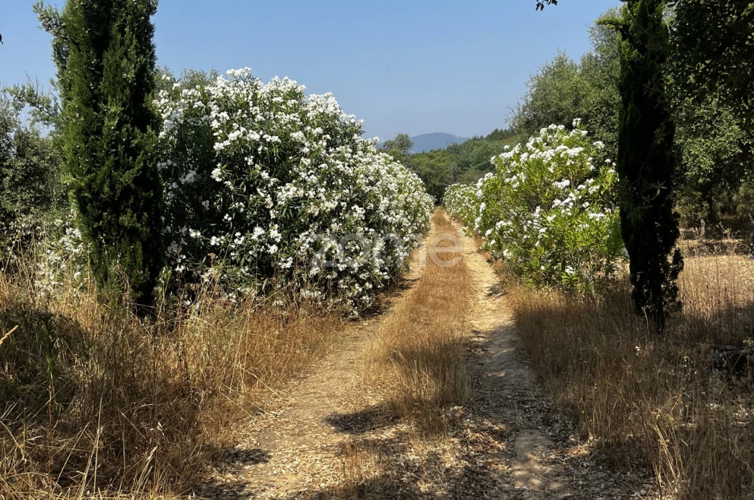 Terreno para Venda em Ninho do Açor e Sobral do Campo Foto 21