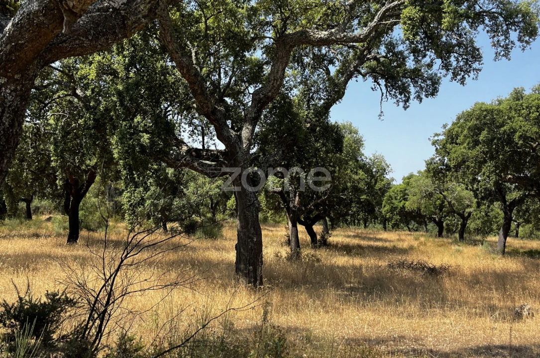 Terreno para Venda em Ninho do Açor e Sobral do Campo Foto 24