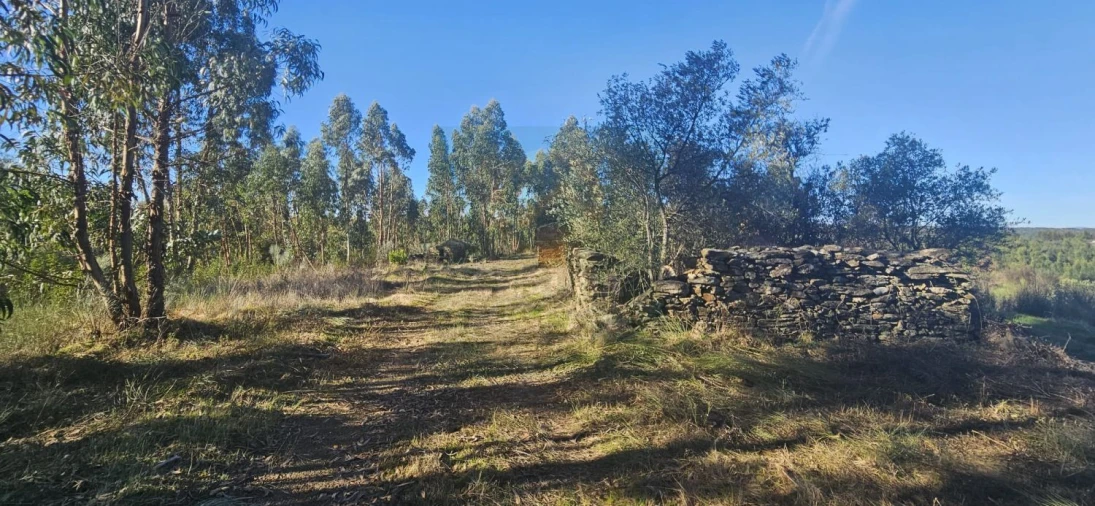 Terreno para Venda em Escalos de Baixo e Mata Foto 14