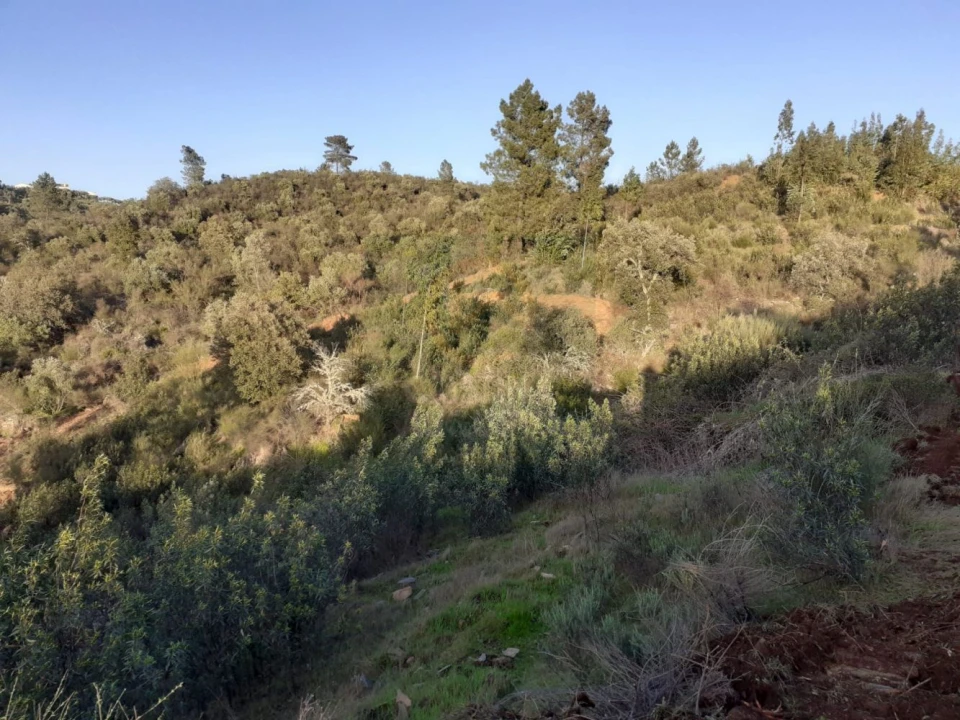 Terreno para Venda em Escalos de Baixo e Mata Foto 6