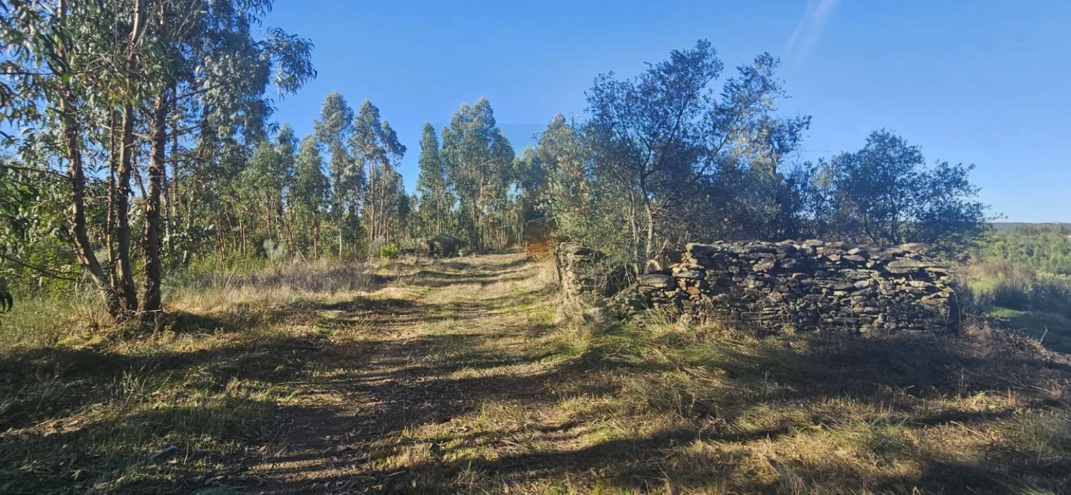 Terreno para Venda em Escalos de Baixo e Mata Foto 14