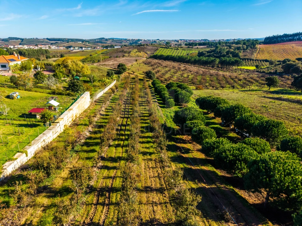 Terreno para Venda em Bombarral e Vale Covo Foto 8